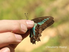 Graphium sarpedon connectens