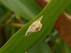 Schizomantodea