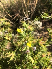 Aspalathus cordata