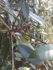 Lithocarpus henryi