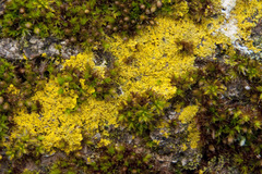 Flavoplaca