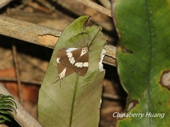 Nyctemera lacticinia