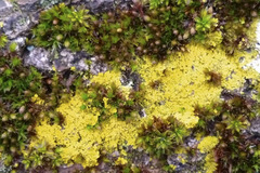 Flavoplaca
