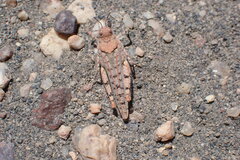 Tetrixocephalus willemsei