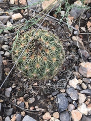 Coryphantha delicata