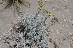 Senecio filaginoides