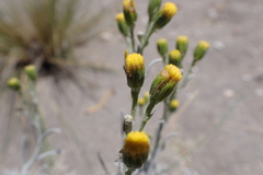 Senecio filaginoides
