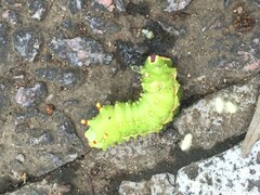 Actias aliena aliena