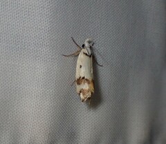 Oecophorinae