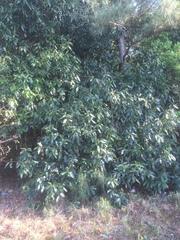 Lithocarpus henryi