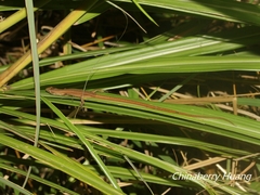 Takydromus stejnegeri