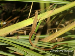 Takydromus stejnegeri
