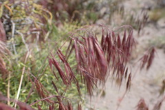 Bromus tectorum