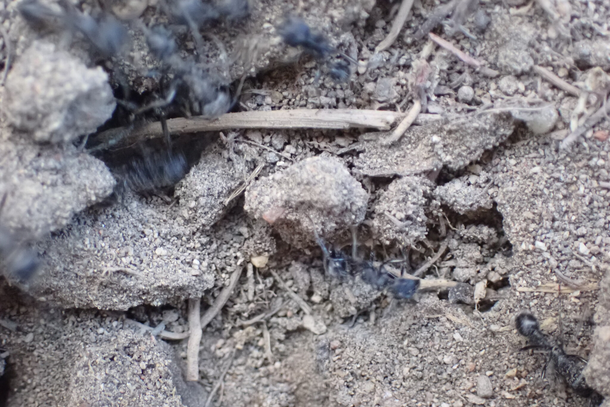 Patagonomyrmex