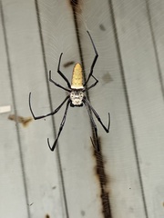 Trichonephila antipodiana
