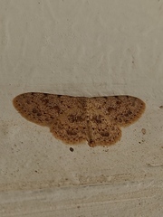 Lepidoptera