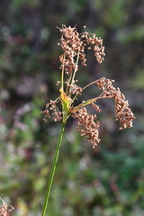 Scirpus lushanensis