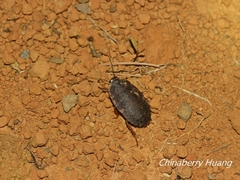 Opisthoplatia orientalis