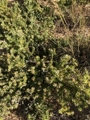 Aspalathus cordata