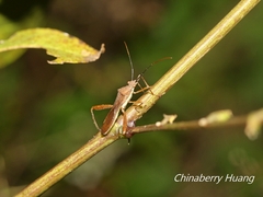 Riptortus linearis