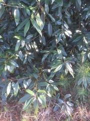 Lithocarpus henryi