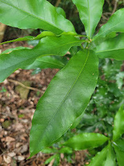 Lithocarpus hancei