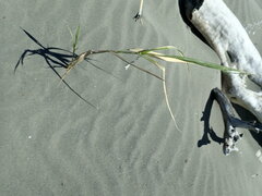 Phragmites karka