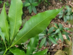 Lithocarpus hancei