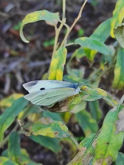 Pieris rapae