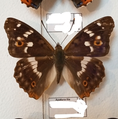 Apatura ilia