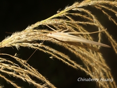 Euconocephalus pallidus