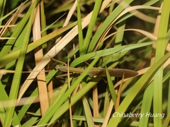Tenodera aridifolia