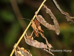 Riptortus linearis