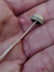 Psathyrella