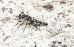 Apiocera