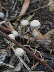 Psathyrella