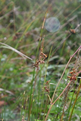 Juncus decipiens