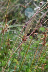 Juncus decipiens