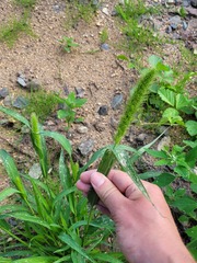 Setaria viridis pycnocoma