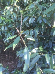 Lithocarpus henryi