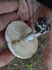 Leucoagaricus leucothites