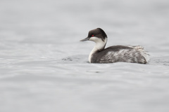 Podiceps taczanowskii