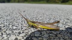 Mermiria intertexta