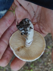 Leucoagaricus leucothites