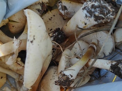 Leucoagaricus leucothites