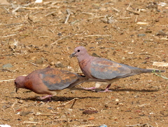 Streptopelia senegalensis senegalensis