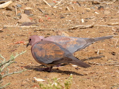 Streptopelia senegalensis senegalensis