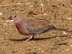 Streptopelia senegalensis senegalensis