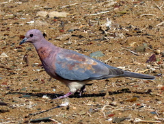 Streptopelia senegalensis senegalensis
