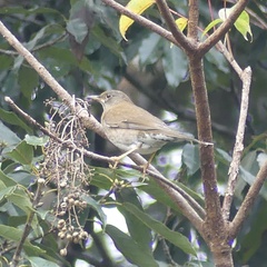 Turdus pallidus